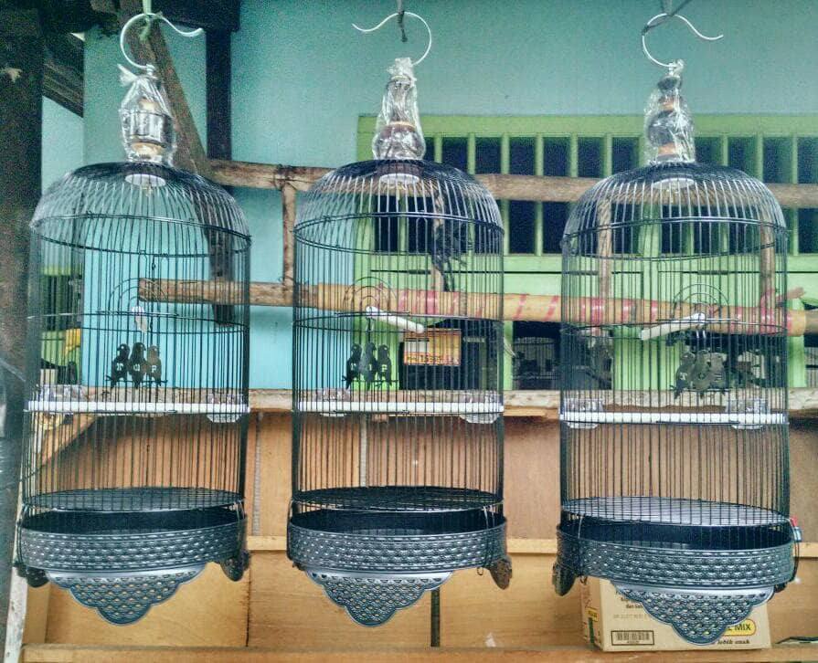 jual kandang lovebird tebok plastik arf hl jual kandang lovebird tebok plastik arf hl