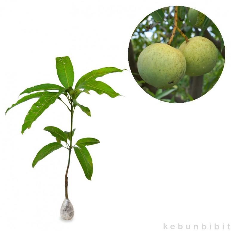1000 Gambar Buah Mangga Kelapa Paling Baru 1000 Gambar Buah Mangga Kelapa Paling Baru