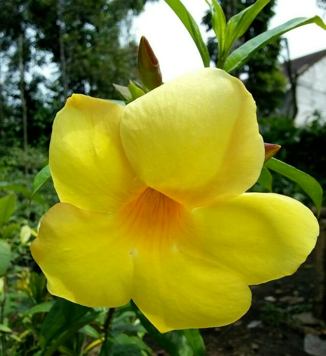 80+ Gambar Bunga Alamanda Terbaik 80+ Gambar Bunga Alamanda Terbaik