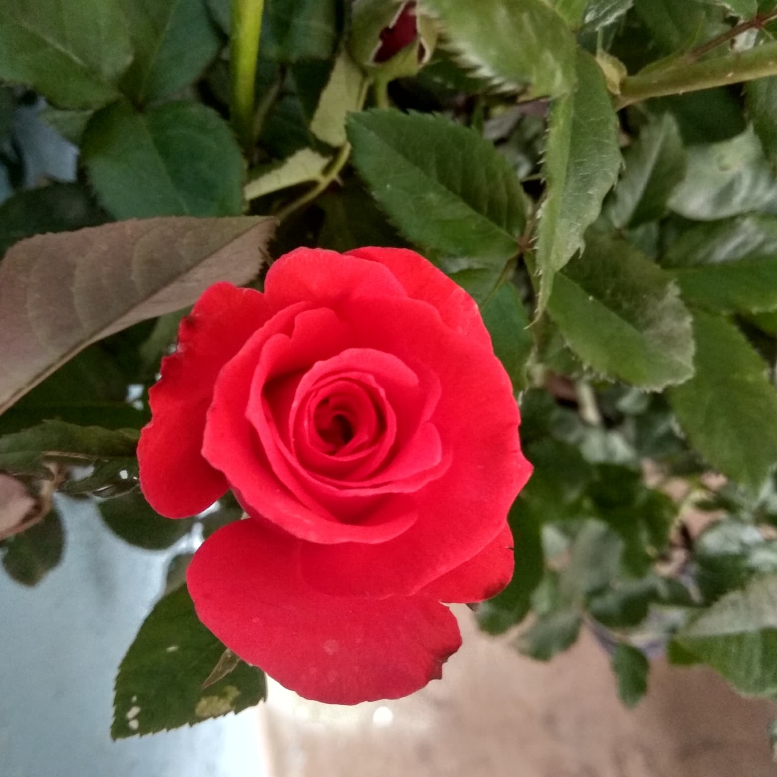 82+ Gambar Bunga Mawar Merah Berduri Terlihat Keren 82+ Gambar Bunga Mawar Merah Berduri Terlihat Keren