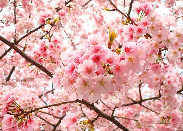 Download 5000+ Wallpaper Bergerak Bunga Sakura Gugur Paling Baru Download 5000+ Wallpaper Bergerak Bunga Sakura Gugur Paling Baru