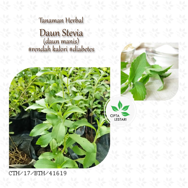 Jual Bibit Tanaman Stevia - Pohon Pengganti Gula - Daun Manis Pemanis - Cipta Lestari Herba