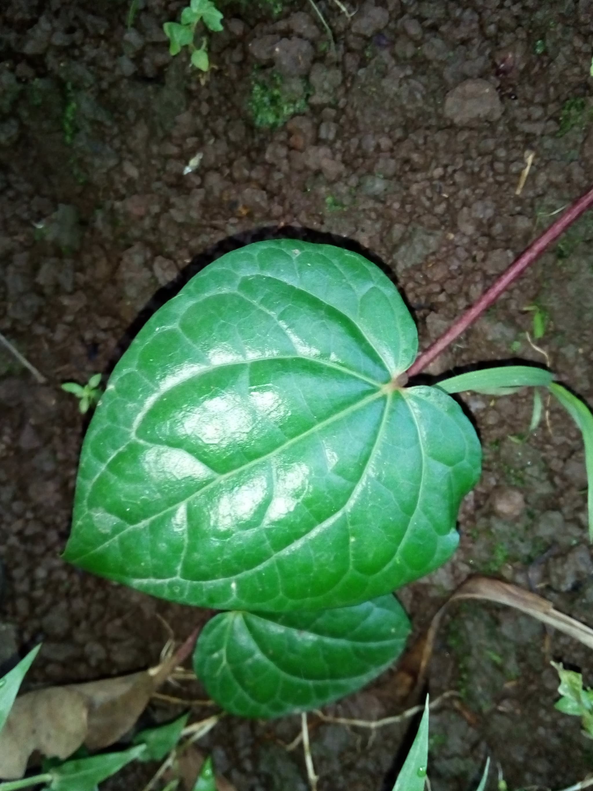 4000+ Gambar Daun Sirih Hutan HD Paling Baru 4000+ Gambar Daun Sirih Hutan HD Paling Baru