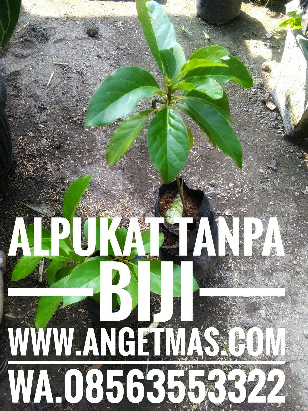 Tanaman buah alpukat tanpa biji