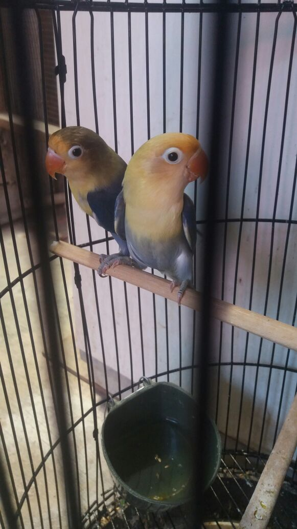 87 Gambar Lovebird Pb Vio Paling Hist 87 Gambar Lovebird Pb Vio Paling Hist