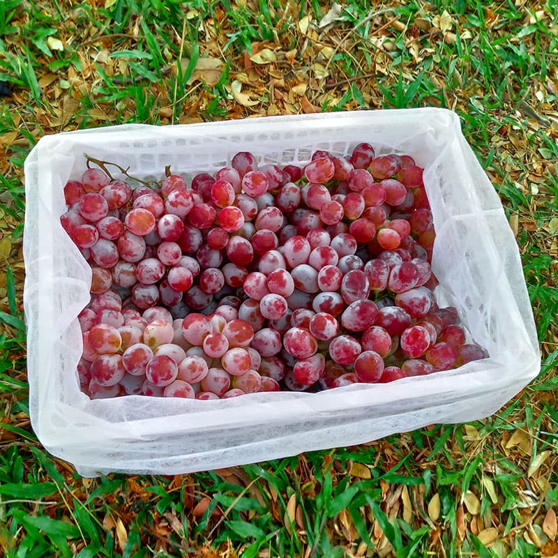 63+ Gambar Anggur Red Globe Terbaik 63+ Gambar Anggur Red Globe Terbaik