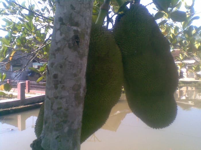 4000 Gambar Daun Nangka Kering Gratis 4000 Gambar Daun Nangka Kering Gratis