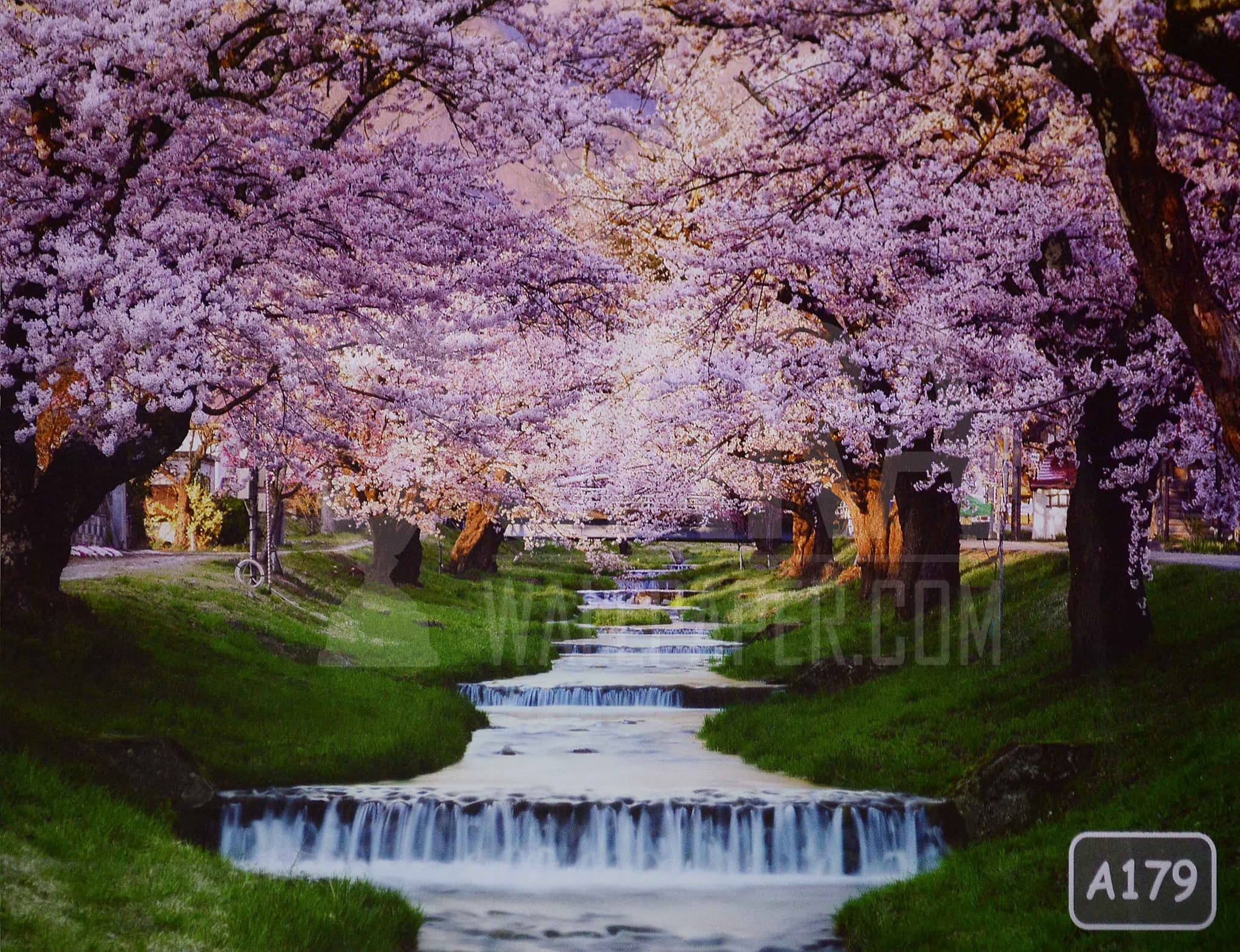 Download 900 Wallpaper Bunga Sakura Untuk Android Download 900 Wallpaper Bunga Sakura Untuk Android