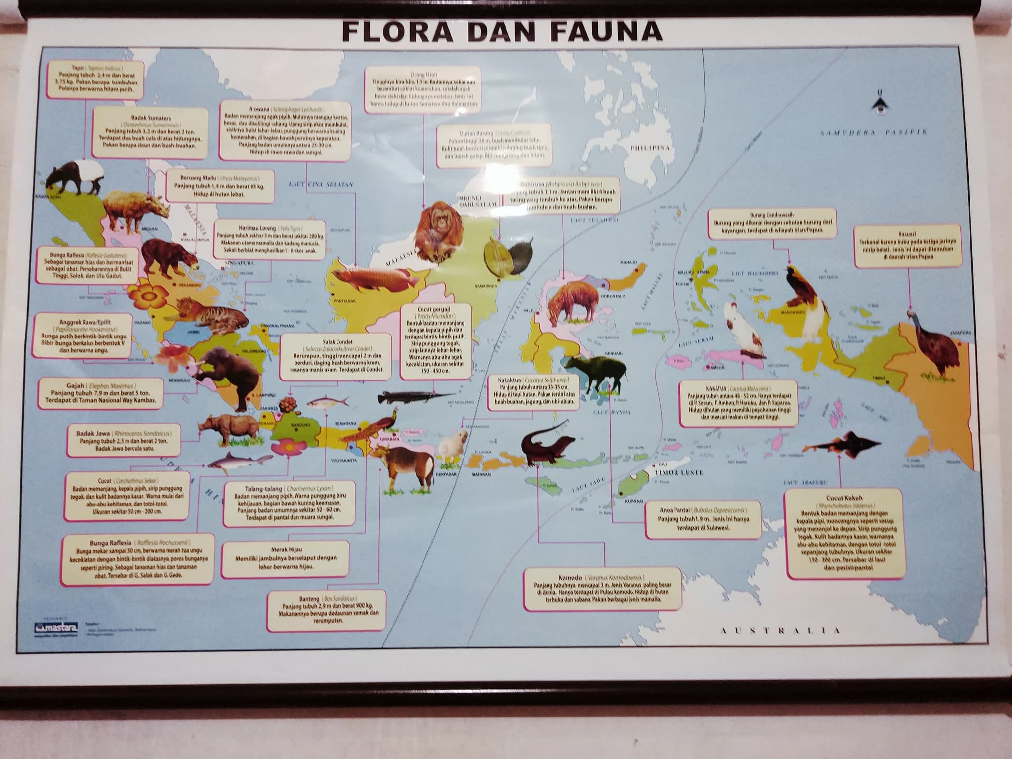 91 Gambar Peta Flora Indonesia Paling Keren 91 Gambar Peta Flora Indonesia Paling Keren